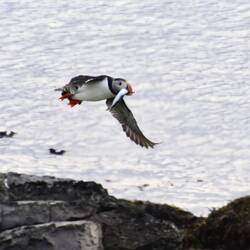 Taking food home to feed the pufflings