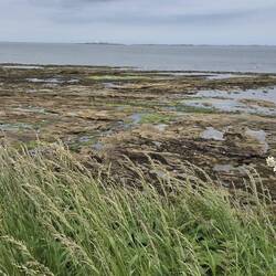 Inner Farne islands