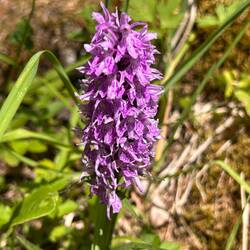 Wilde Orchidee