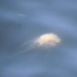 There were some huge jellyfish just below the surface of the water as we cruised along