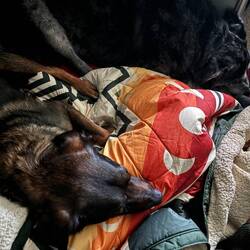 Hundis sind jetzt auch müde 😴