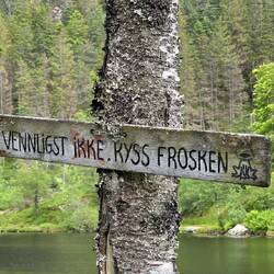 Nicht den Frosch küssen