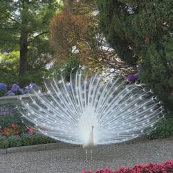 White peacocks roam the grounds