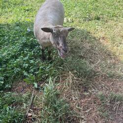This girl came running across the field to tell us something (loudly). She didn't want apple, though