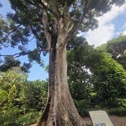 A tree that Lee Kuan Yew planted