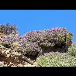 Vidéo-diaporama quelques merveilles de la nature 😍