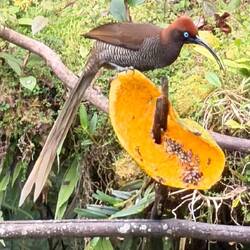 Paradiesvogel Weibchen (Braunbauch)