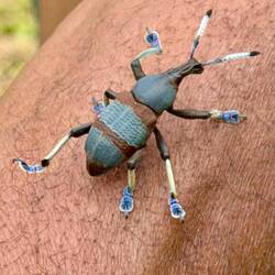 Käfer mit blauen Socken