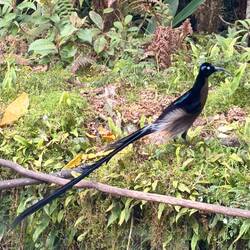 Paradiesvogel Männchen (Braunbauch)