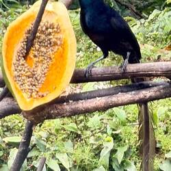 Paradiesvogel
