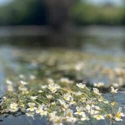 La Vezere est jonchée de fleurs comme celles ci