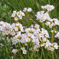 Cardamine nymanii