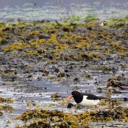 Eurasia Oystercatcher