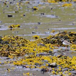 Common Ringed Plover