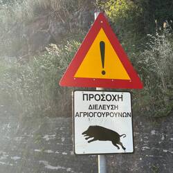 Na bezdrożach i drogach trzeba uważać na dzikie zwierzęta.