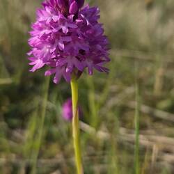 A pyramidal orchid