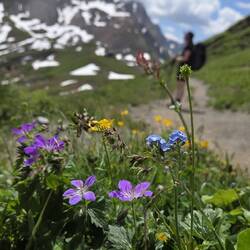 Wunderschöne Bergblumen überall