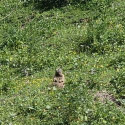 Wachsames Murmeltier. Funfact: deswegen sterben nur 5% der Murmeltiere im Sommer
