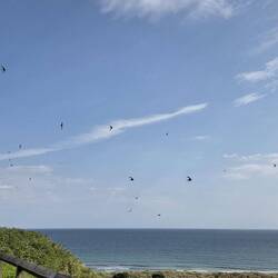 Swifts everywhere! 🙂