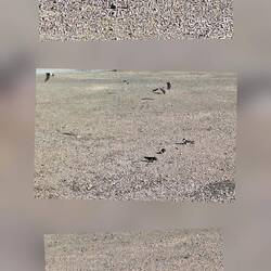 Die Schwalben picken hier abends Sand und kleine Steinchen - zur Verdauung
