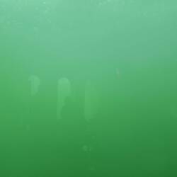 So sieht die Ostsee in 6 m Tiefe aus. Beeindruckend, oder?