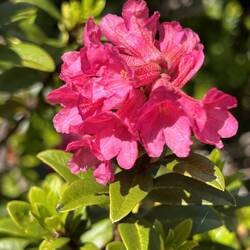 Alpenrose
