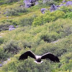 White Tailed eagle