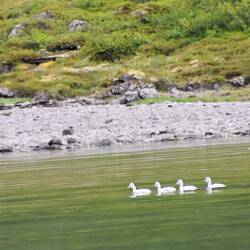 Swan chicks