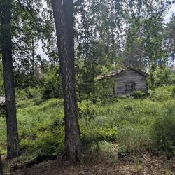 Noch ist es ruhig im Wald