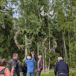 Endlich kann die Midsommarstangan aufgestellt werden. Das ist Männerarbeit