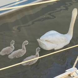 Schwan mit flauschigem Nachwuchs
