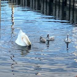 Schwan kopfüber