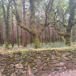 Eucalyptus forest.