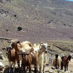 Vidéo-diaporama de nos amies du jour, comme d'habitude seuls êtres vivants croisés sur notre chemin