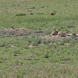 They are watching for predators