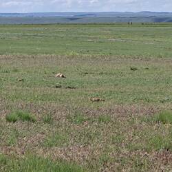 Prairie dog town