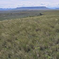 Part of the edge. Bison were unsuspecting of the drop.