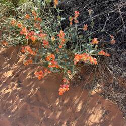 Wildflowers