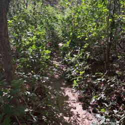 Sandy narrow path on Calf Creek trail