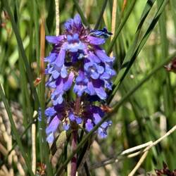 Littleflower Penstemon