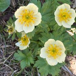 Trollius Laxus