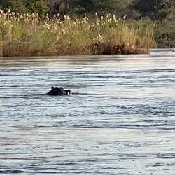Hippos