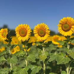 Ouais, mes premiers tournesols 🌻