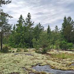 Åland, riecht ihr den frischen Duft von Wald und Moos?