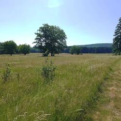 Glashütter Wiese