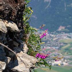 Alpen-Süßklee