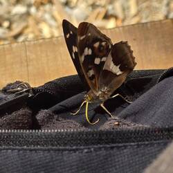 Der Schmetterling nimmt die Mineralien auf