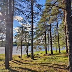 Der Wald beim Campingplatz
