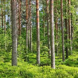 Schöner Wald nach Citystreß
