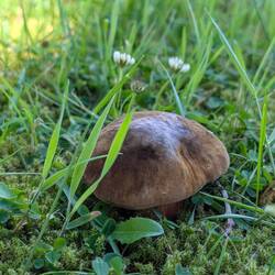 Eine Wiese voller Hexen-Röhrlinge - wir haben Sie aber aus Respekt stehenlassen.